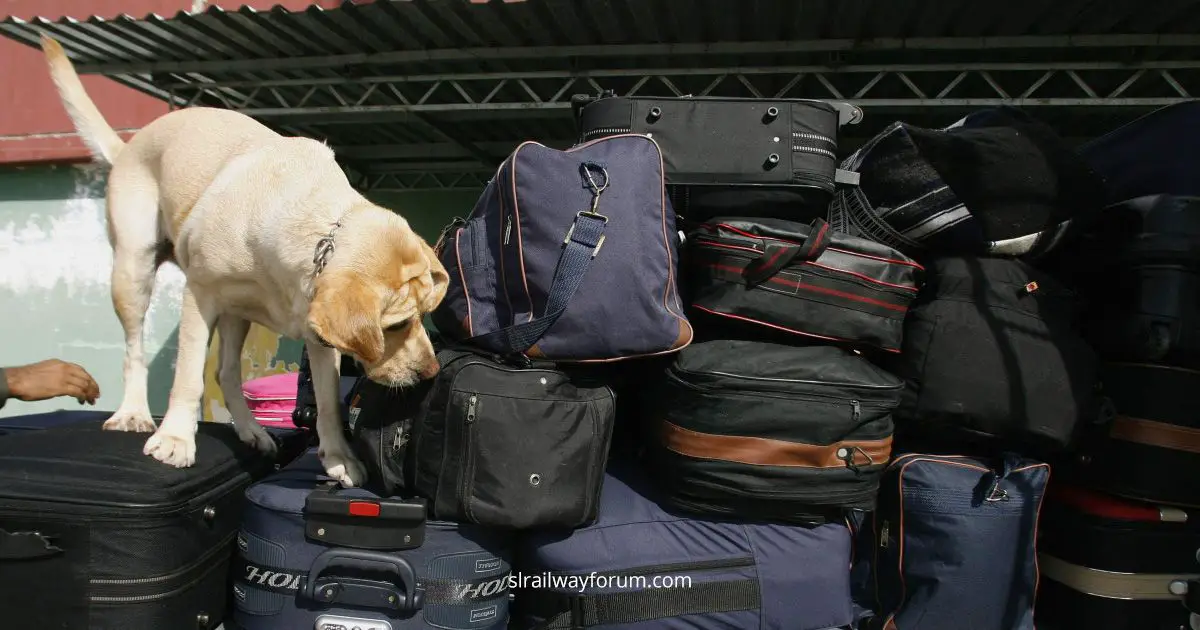 Detection Dogs to  Search Passenger Luggage
